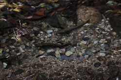 ヒバゴンの里 熊野のゴギ_c0049060_2161381.jpg