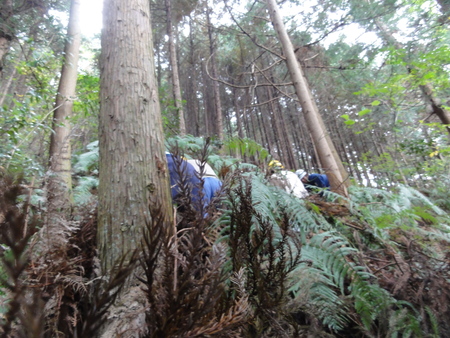 淡輪の山奥のヒノキ伐採　＆　流木ゲット_c0108460_17565365.jpg