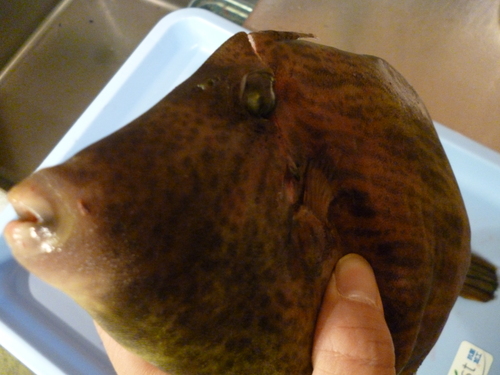 今日の魚は・・・_e0252966_12195425.jpg