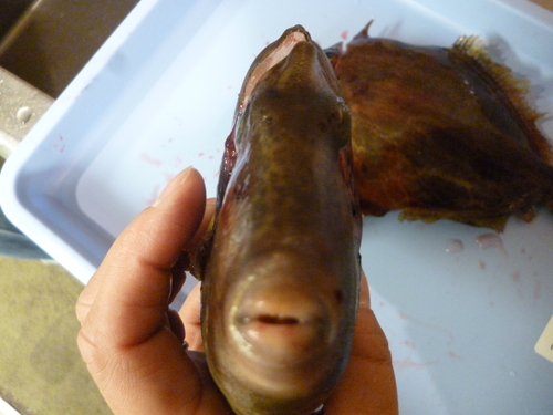 今日の魚は・・・_e0252966_12215996.jpg