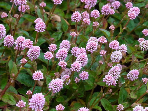 b0194267_11375481.jpg