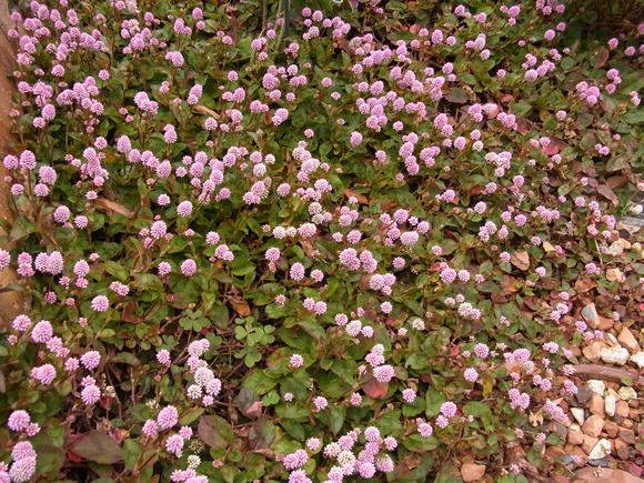 b0194267_11455043.jpg