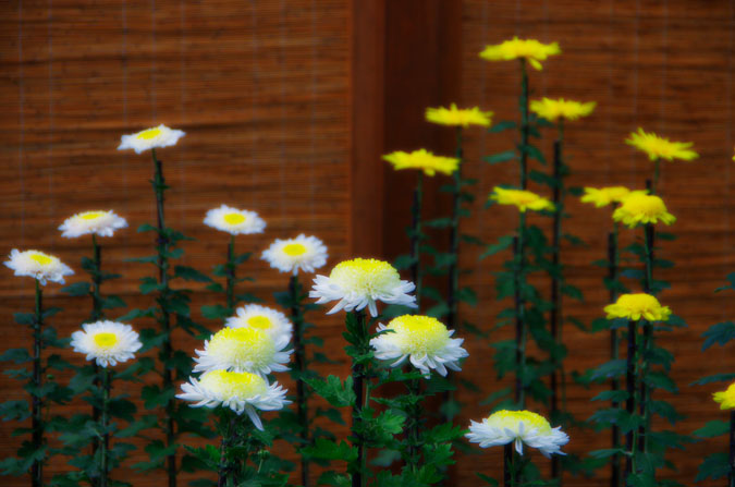 a0263109_13301573.jpg