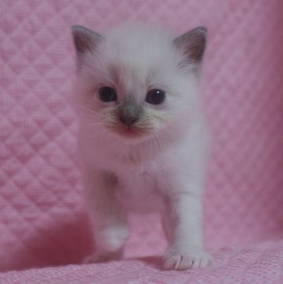 ラグドール 家族募集 ブルーポイントミテッド男の子_e0033609_0372044.jpg