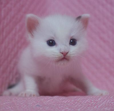 ラグドール子猫家族募集 シールポイントバイカラー ミデット _e0033609_15494922.jpg