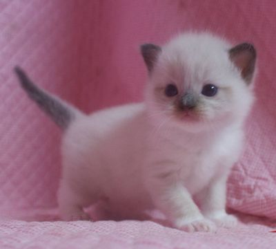 ラグドール子猫家族募集 シールポイントバイカラー ミデット _e0033609_1551446.jpg