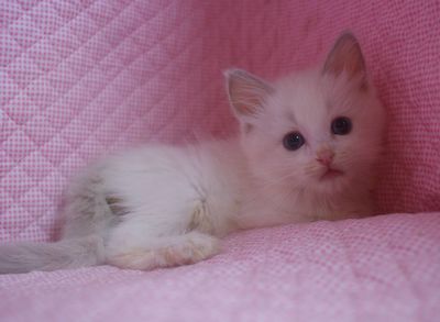 ラグドール子猫家族募集 シールポイントバイカラー ミデット _e0033609_15552992.jpg