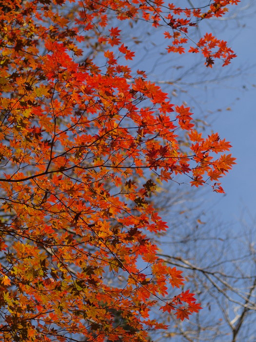 ｢紅葉の吉和を撮ろう｣その３_c0116915_0111771.jpg