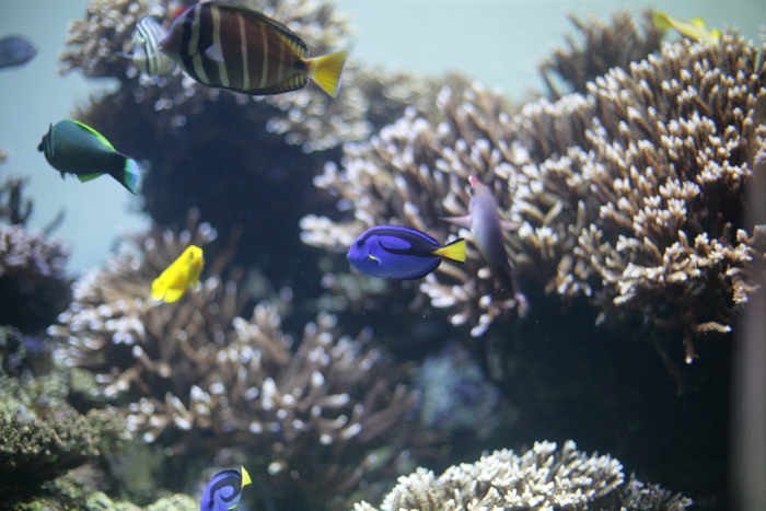 いっしょに 雨の葛西水族館_c0222817_18492810.jpg