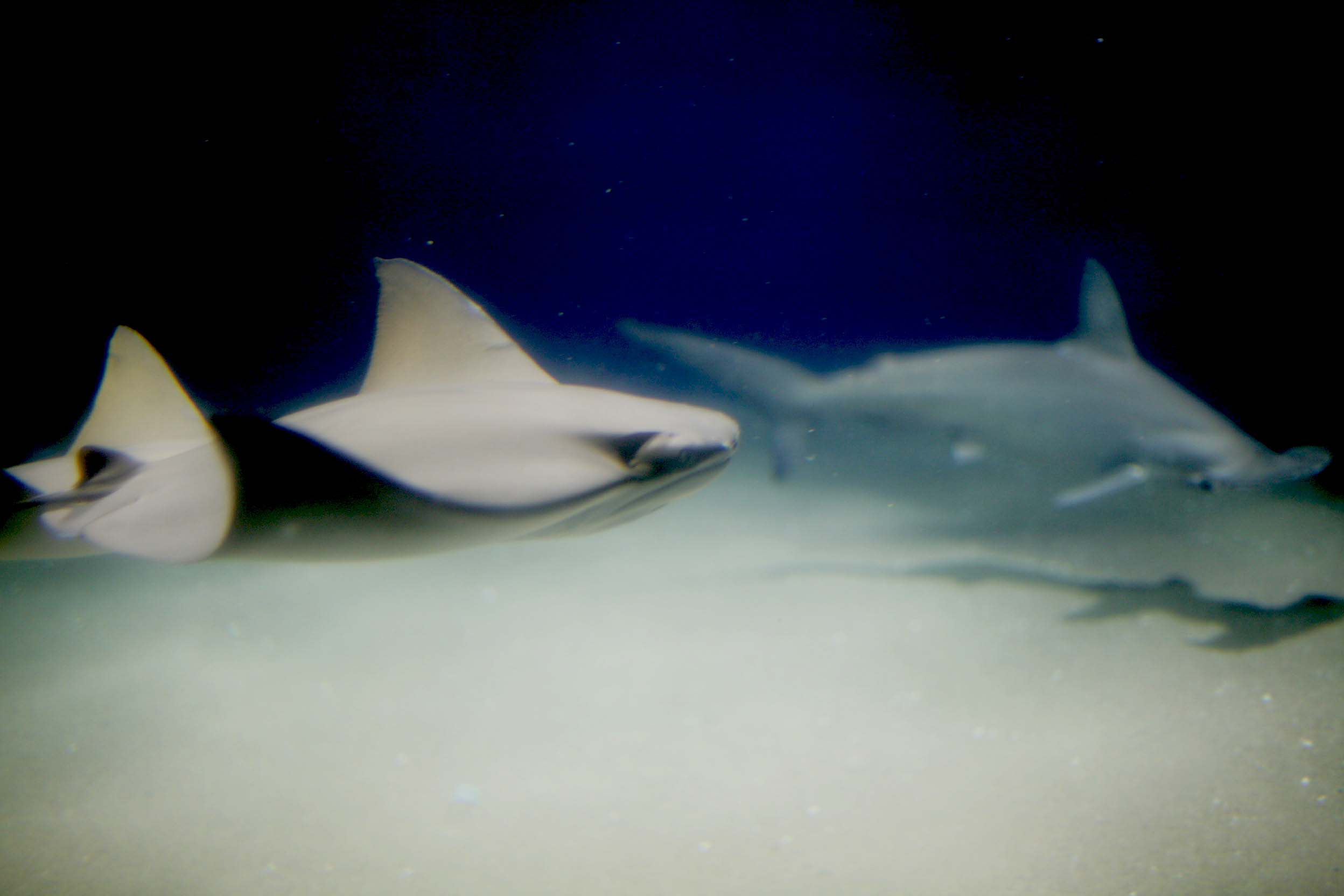 いっしょに 雨の葛西水族館_c0222817_18504210.jpg