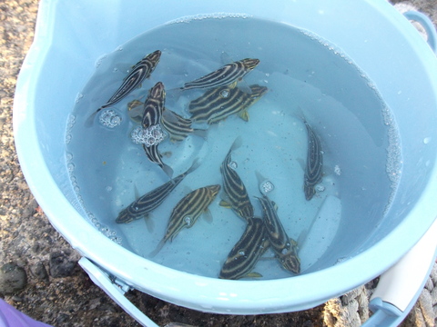 房総の釣り シマシマの憎いヤツ 縄文のココロ