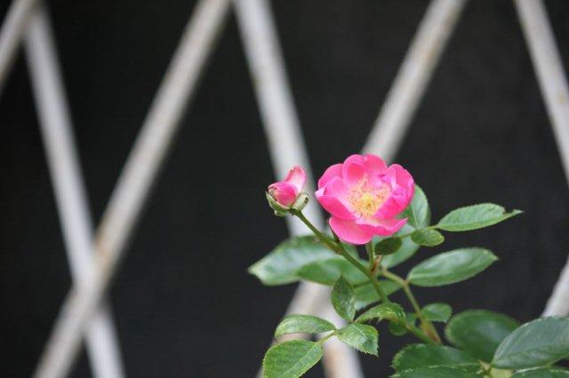 e0263224_2363155.jpg