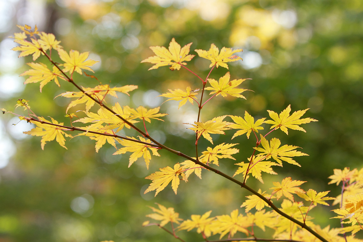 お山の紅葉　その3_b0222029_1962961.jpg