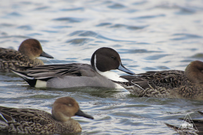 280 米子水鳥公園 ~オナガガモ激写~_c0211532_23383494.jpg