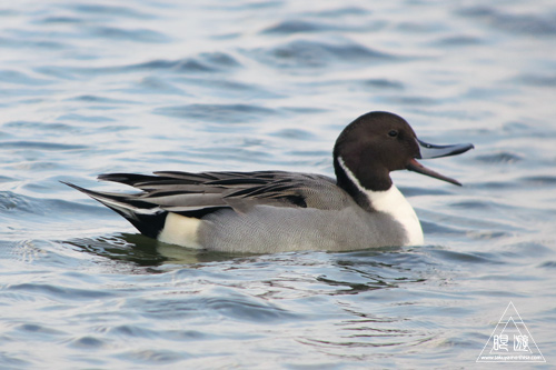 280 米子水鳥公園 ~オナガガモ激写~_c0211532_23393243.jpg