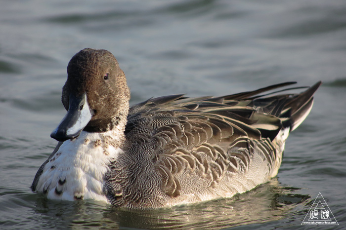 280 米子水鳥公園 ~オナガガモ激写~_c0211532_2340533.jpg