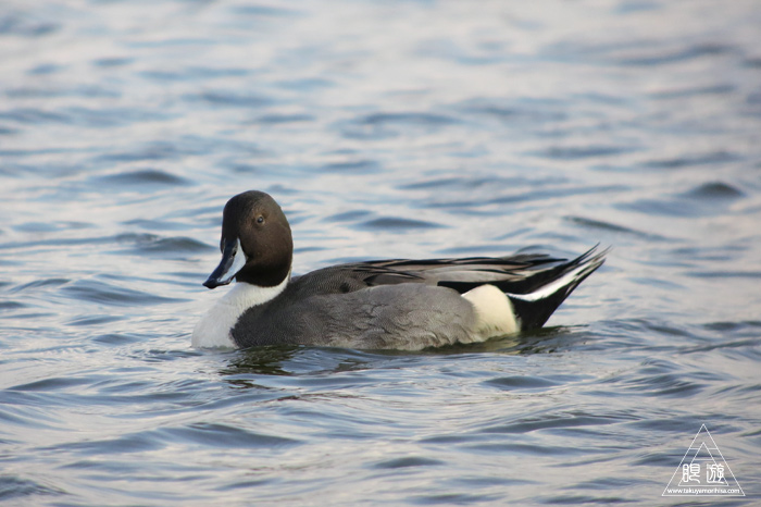 280 米子水鳥公園 ~オナガガモ激写~_c0211532_2342197.jpg