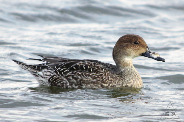 280 米子水鳥公園 ~オナガガモ激写~_c0211532_23425270.jpg