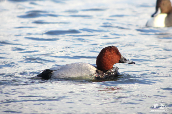 280 米子水鳥公園 ~オナガガモ激写~_c0211532_23435312.jpg