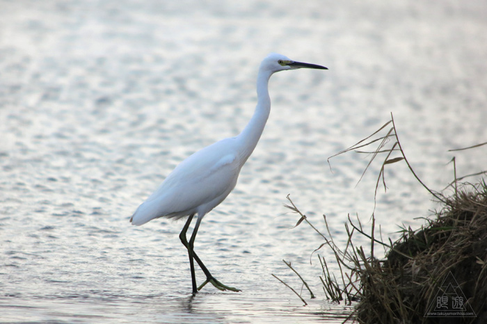 280 米子水鳥公園 ~オナガガモ激写~_c0211532_23524475.jpg