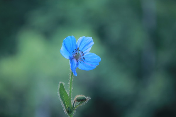 ヒマラヤの青いケシの花   　　八ヶ岳にて_a0205834_1521177.jpg