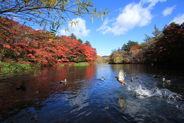 雲場池の紅葉_a0205834_17151045.jpg