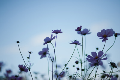 青のコスモス 季節の花々に癒されて