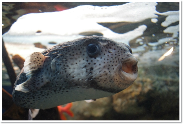 おたる水族館　\'12.09.14-02_f0218836_22249100.jpg