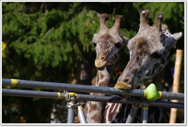 円山動物園　\'12.10.16　マサイキリン_f0218836_2252349.jpg