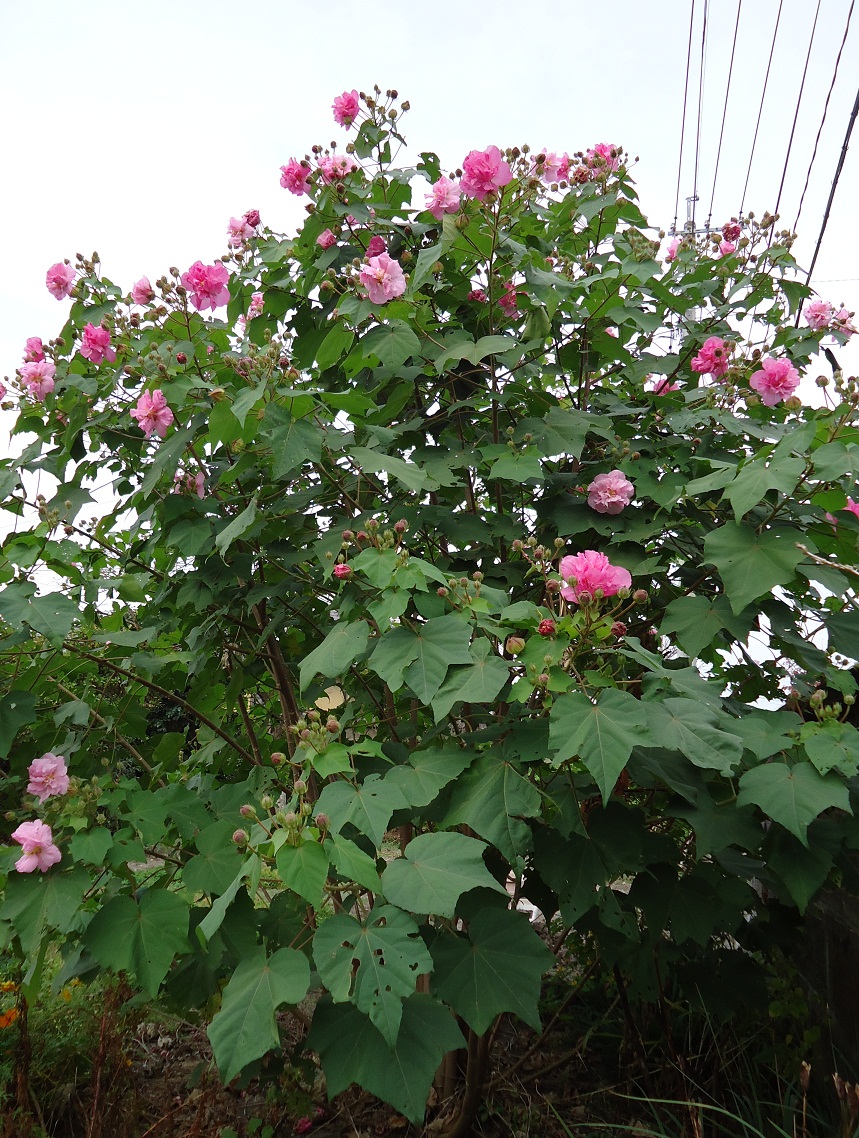 酔芙蓉 ぶうたらママは花が好き