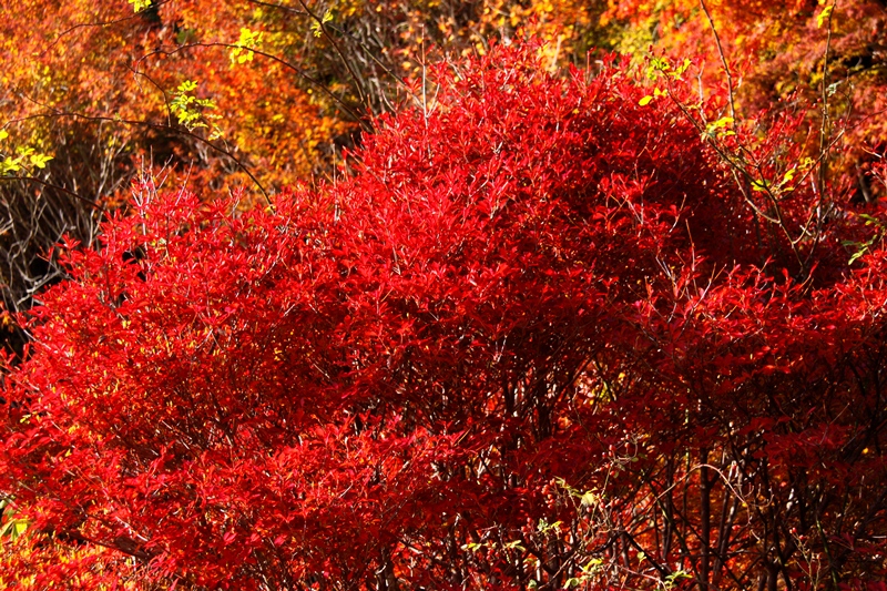 b0016545_6241471.jpg
