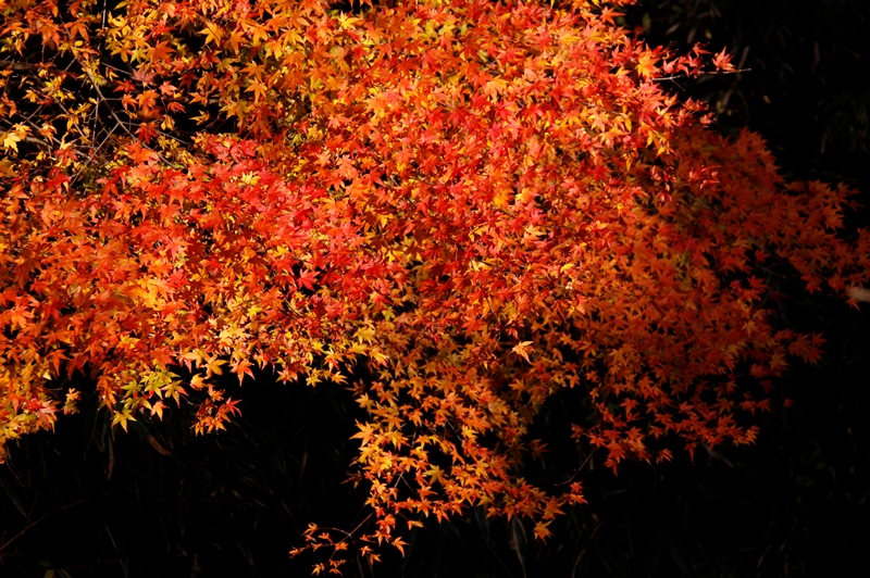 b0016545_6244017.jpg