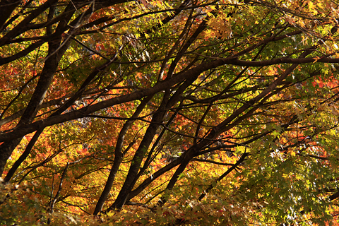 b0016545_6251090.jpg
