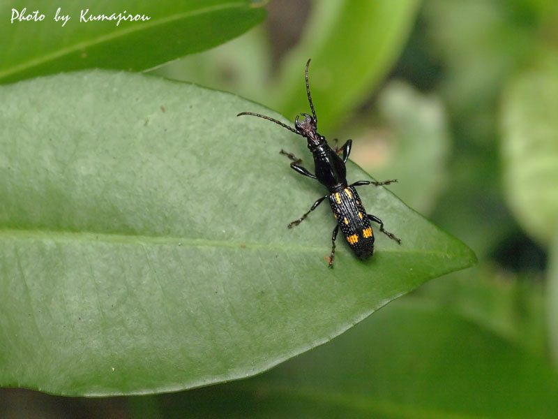 トカラ列島の固有種 ヨツモンミツギリゾウムシ : くま次郎の”やんばる日記”
