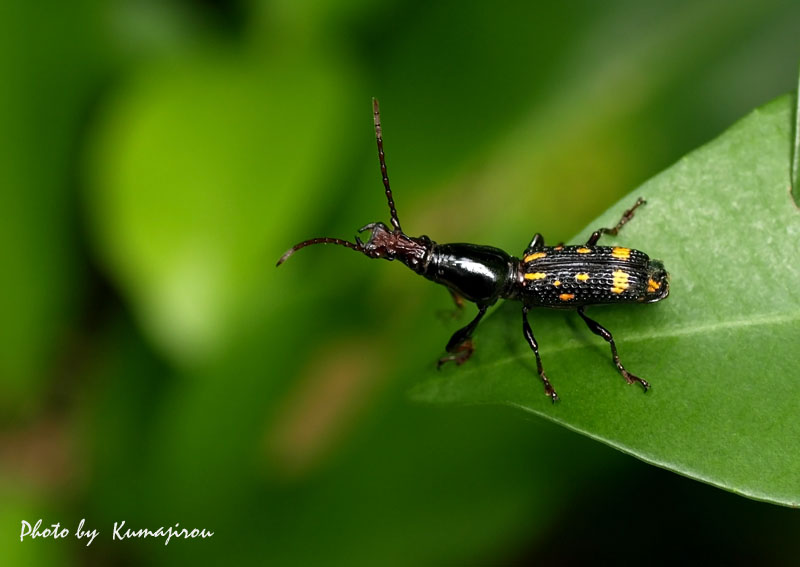 豪州のハイカラな大型ゾウムシ 豪州のハイカラな大型ゾウムシ ゾウムシ科（ゾウムシ図鑑