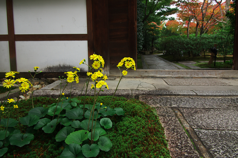 ツワブキのお寺（圓徳院・前庭編）_f0155048_050330.jpg