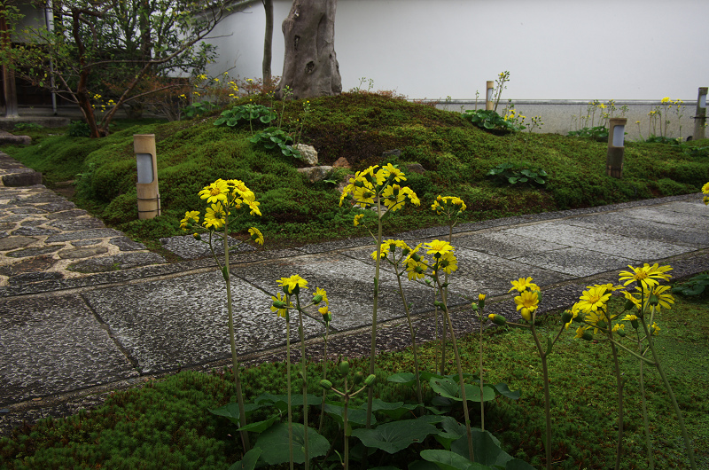 ツワブキのお寺（圓徳院・前庭編）_f0155048_050446.jpg