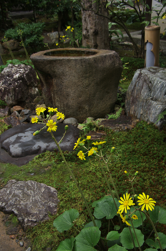 ツワブキのお寺（圓徳院・前庭編）_f0155048_0505680.jpg