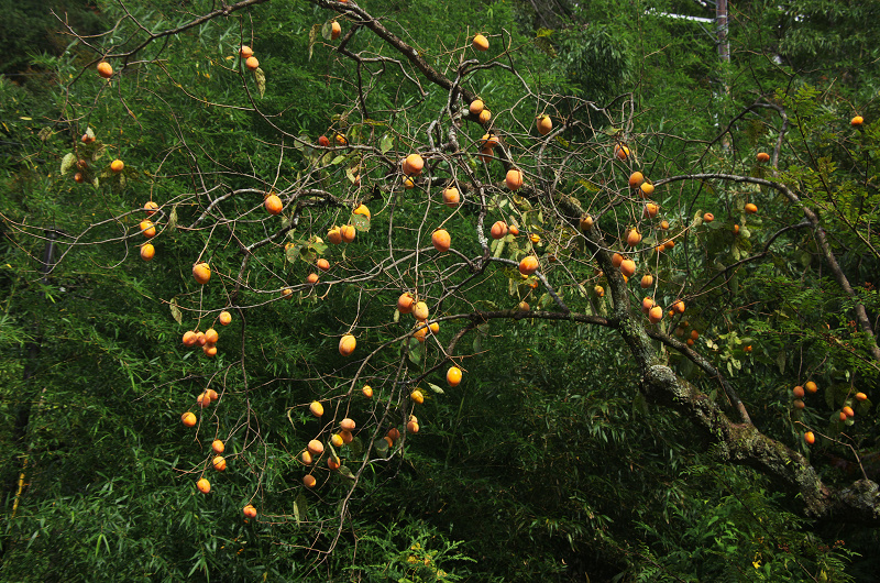 奥嵯我野・秋色ぶらり_f0155048_12131559.jpg