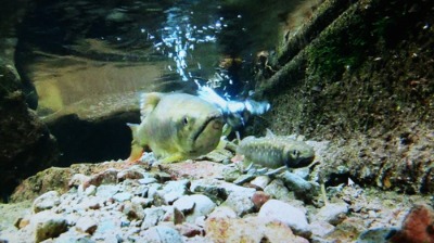ゴギの産卵床に、あっ・・・カワガラス。_c0049060_21222650.jpg