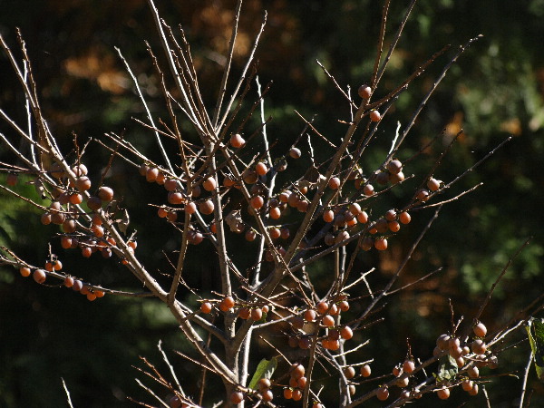 f0208666_1552511.jpg