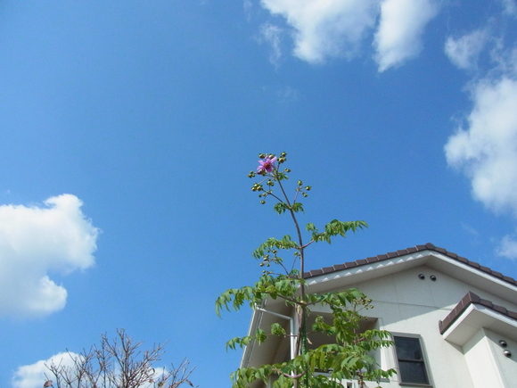 b0194267_17483641.jpg