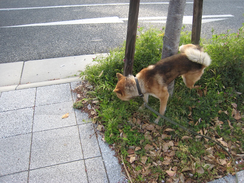 おーいポポンタ_f0205367_16382790.jpg