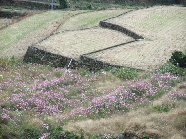 岳（たけ）の棚田、花など～_e0101769_611488.jpg