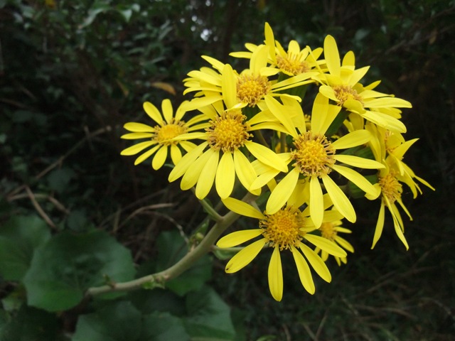 岳（たけ）の棚田、花など～_e0101769_6122468.jpg