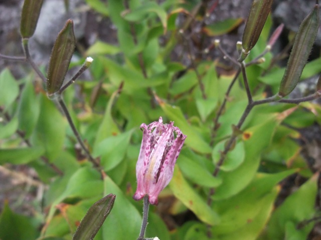 岳（たけ）の棚田、花など～_e0101769_6123941.jpg