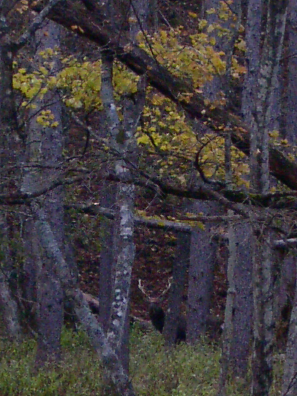 e0118274_10385041.jpg