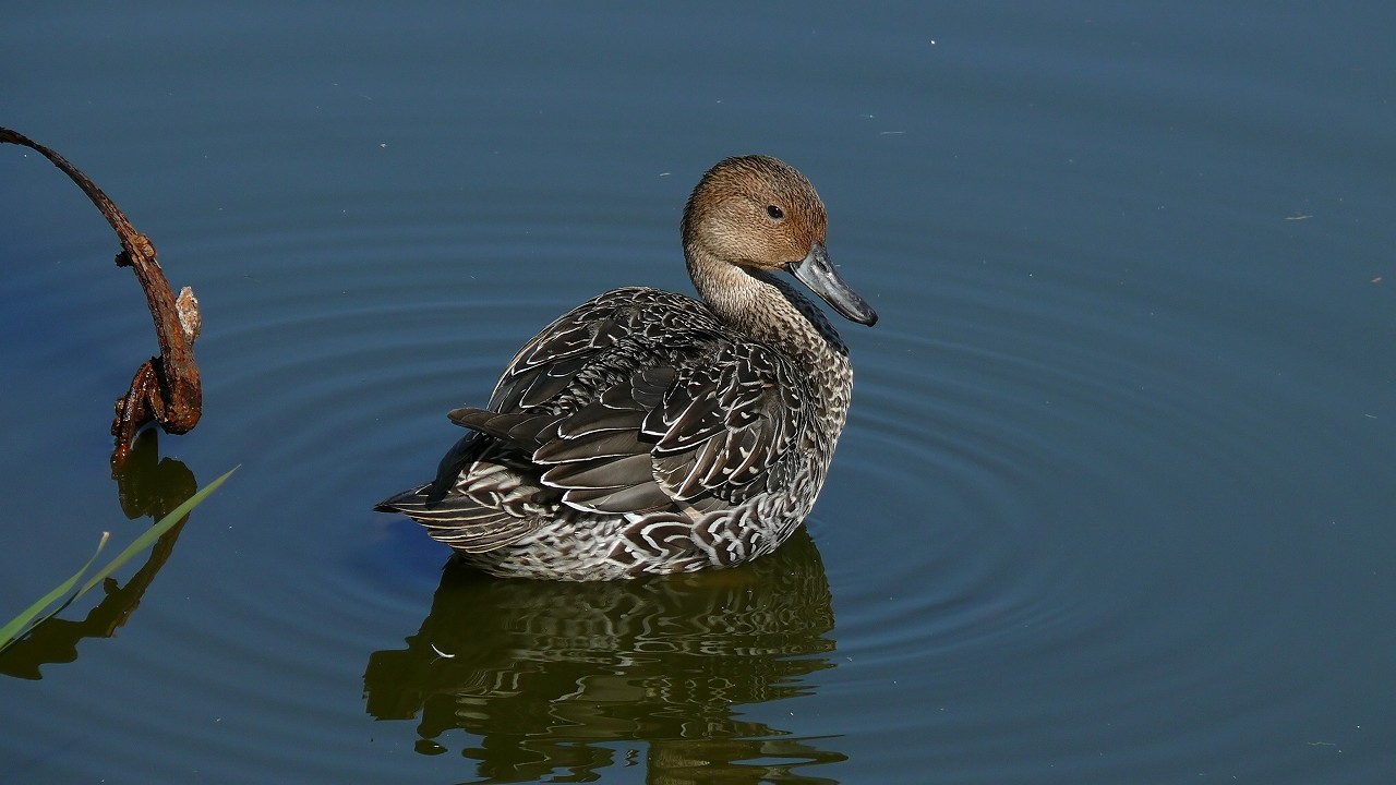 a0185081_17165140.jpg