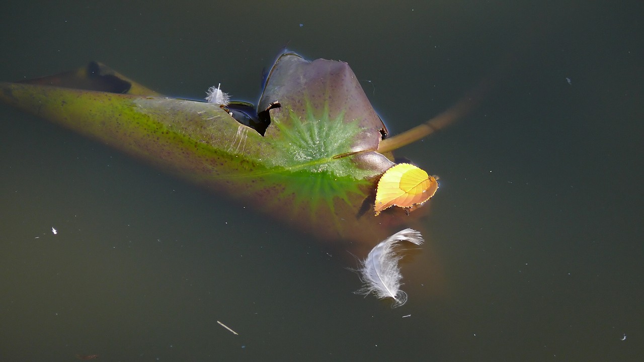 a0185081_1718694.jpg