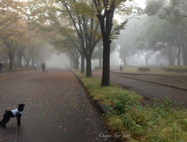 目の前が真っ白で公園が隠れちゃったよ…_d0266681_8554386.jpg